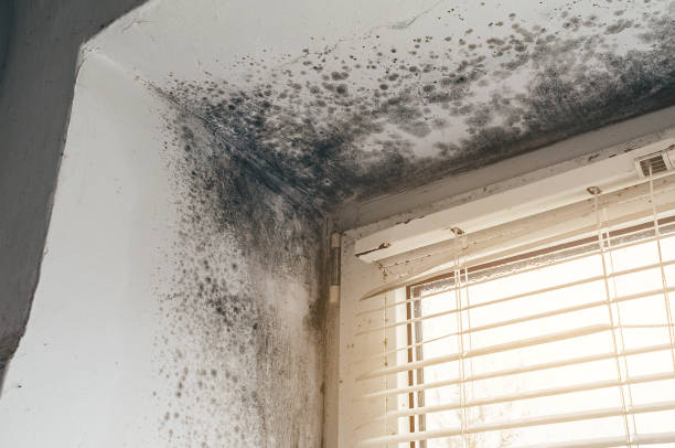 Affordable Black Mold Remediation solutions in Union Bridge, MD